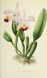 plate 8 Cattleya eldorado Cattleya wallisii