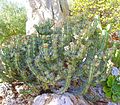 Euphorbia caerulescens