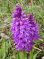 * Nomination Early Purple Orchid (Orchis mascula), Champsaur, France. --Yann 18:22, 5 May 2024 (UTC) * Critique requise