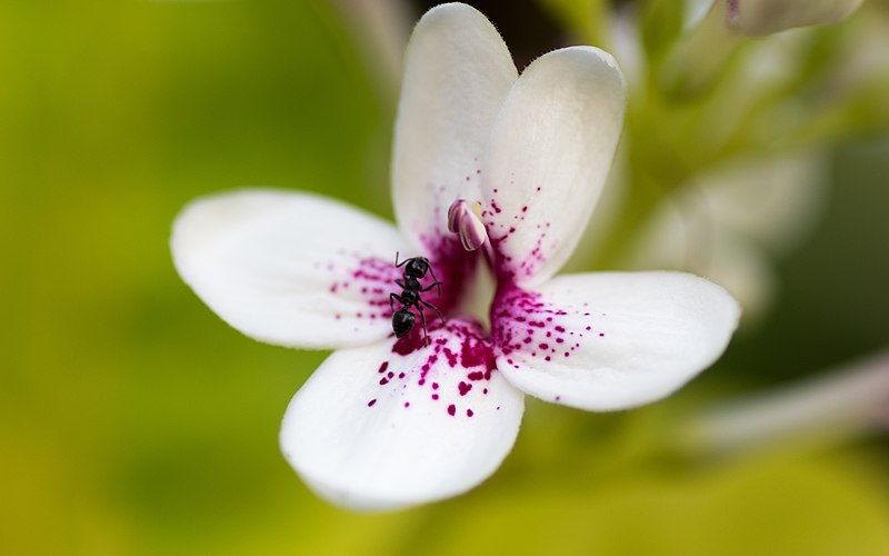 File:Early morrning with macro lens on Bali (31282756058).jpg