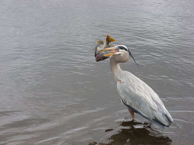 File:East Lake Blue Heron - panoramio.jpg