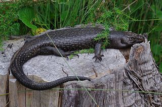 <i>Egernia kingii</i> species of reptile