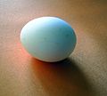 Wytworzenie jajka