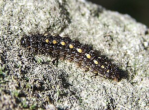 Larva Eilema complana larva.jpg