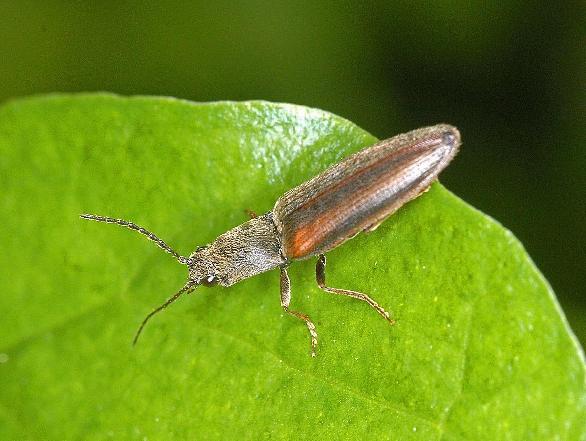 Athous vittatus