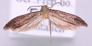 <i>Elatobia fuliginosella</i> Species of moth
