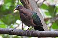 Emerald Dove Chalcophaps indica by Female Dr. Raju Kasambe DSCN1106 (2).jpg