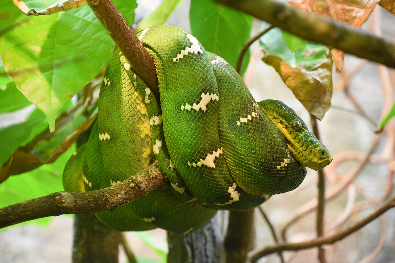 National Aquarium - Emerald Tree Boa