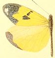 E. m. theugenis
