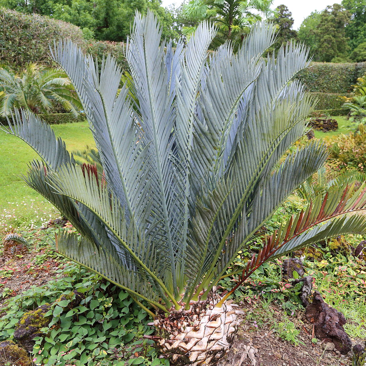  Encephalartos lehmannii  Wikip dia