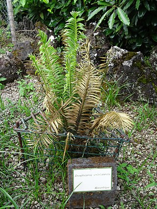 <i>Encephalartos umbeluziensis</i> Species of cycad plant from Africa