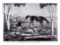 "Encounter with a Tasmanian Tiger." Illustrated Melbourne Post. 1867