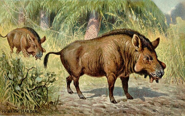 Entelodonts were stocky animals with a large head, and were characterized by bony bumps on the lower jaw.