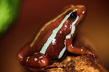 Kiki Poison Dart Frog