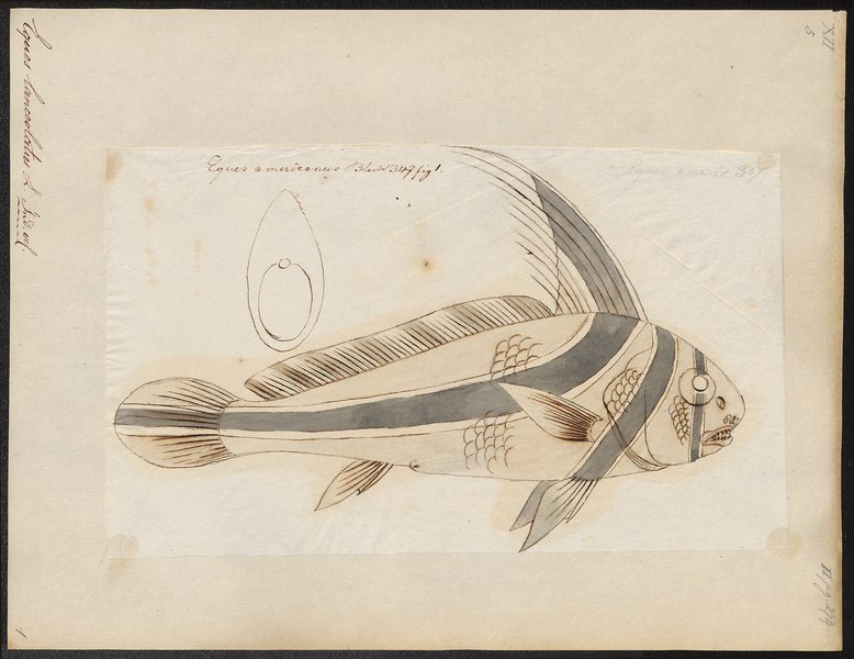 File:Eques lanceolatus - 1700-1880 - Print - Iconographia Zoologica - Special Collections University of Amsterdam - UBA01 IZ13400099.tif