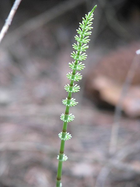 File:Equisetum pratense 58031.jpg