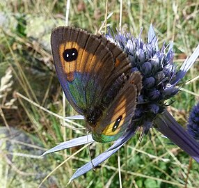 Erebia rondoui anvers