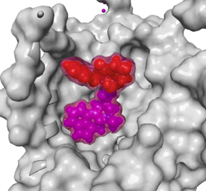 Lysergsäureamide: Übersicht über die Stoffgruppe, Forschungsgeschichte, Medizinische Verwendung