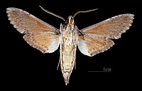 Erinnyis obscura conformis specimen - male ventral