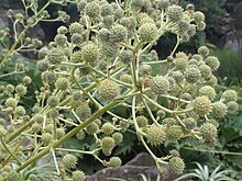 Eryngium paniculatum P2051286.jpg