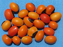 The hilum contrasts conspicuously with the rest of the testa in the seeds of many species. In the case of Erythrina species, the colors may be a warning that the seeds are poisonous. Erythrina - seeds (6531865875).jpg