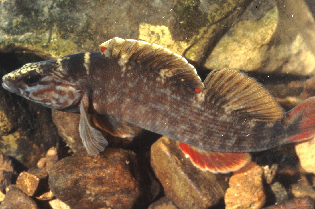 Etheostoma aquali