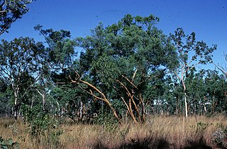 <i>Eucalyptus lirata</i> Species of eucalyptus