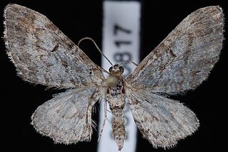 <i>Eupithecia graefi</i> Species of moth