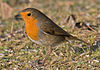 robin