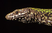 European Wall Lizard (« Lézard des murailles européen »), Podarcis muralis mâle, Vancouver (Canada, 16 avril 2014) ; l'espèce a été introduite dans l’île de Vancouver après la fermeture d’un zoo privé. On appréciera la finesse de l’écaillure aux caractéristiques un peu différentes de celles de l’espèce en Europe, et sa teinte franchement verte. En gros plan, il ressemble un peu à ses cousins crocodiliens, voire dinosauriens.