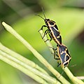 on Sisymbrium luteum