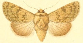 Dichagyris constanti