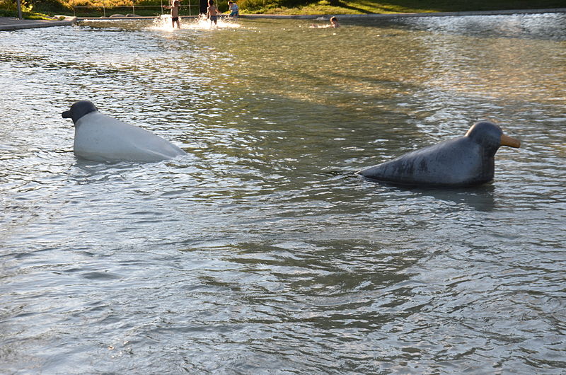 File:Fåglar i plaskdammen Fredhällsparken.JPG