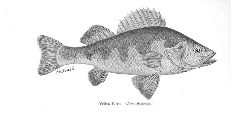 File:FMIB 35995 Yellow Perch (Perca flavescens).jpeg