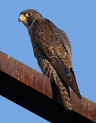 <span class="mw-page-title-main">Peregrine falcon</span> Cosmopolitan species of falcon raptor