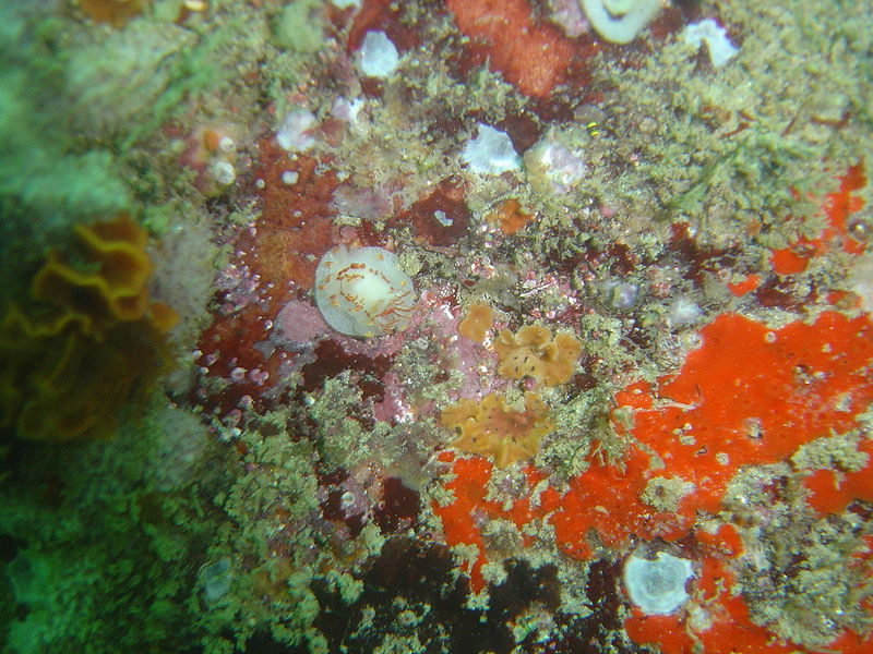 File:Fiery nudubranch at Pinnacle DSC00318.JPG