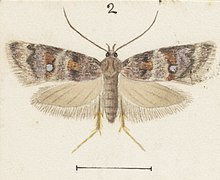 Illustration of female by Hudson. Fig 2 MA I437892 TePapa Plate-XXXI-The-butterflies full (cropped).jpg