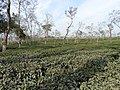 Finlay Tea Plantation - Outside Srimangal - Sylhet Division - Bangladesh (12906693863).jpg