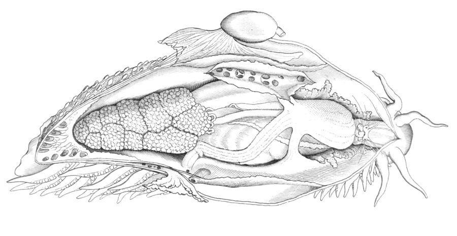 Drawing of dorsal view of internal anatomy of Fiona pinnata. The largest visible organs include (from the right): buccal mass, esophagus and cerebral ganglia around esophagus, stomach, two hepatic ducts leading to the stomach, intestine leading from the stomach and ovotestis (on the left). In the top center is a section through the pericardium and a section though the one of hepatic ducts. (See notes on the image.) Fiona pinnata 5.png