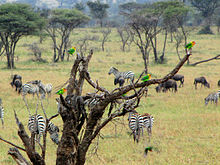 Fischer's Lovebirds with Zebra, Serengeti.jpg