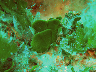 <i>Flabellia</i> Genus of algae