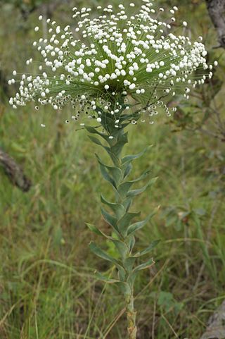 <i>Paepalanthus</i> Genus of flowering plants