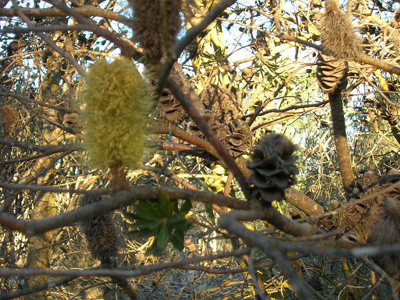 File:Flickr - brewbooks - Bansksia marginata (Silver banksia) (1).jpg