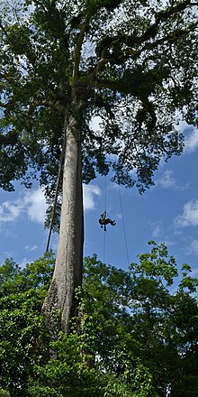 Flickr - ggallice - Kapok tree climber (2).jpg