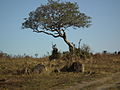 Flora of Tanzania 2631 Nevit.jpg