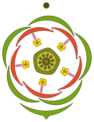 květní diagram drchničky rolní