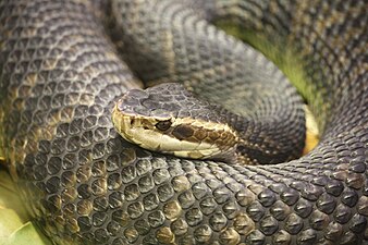 Florida cottonmouth (Agkistrodon conanti)