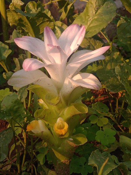 Flower of Curcuma amada