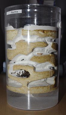 Formicarium cylant fondation Messor barbarus.jpg