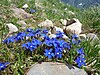 Spring gentian at Hohen Ifen